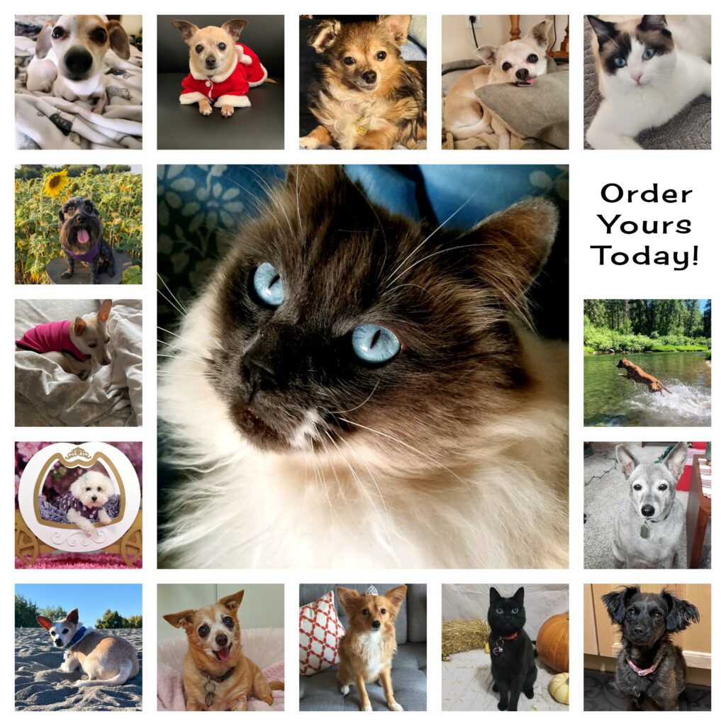 Praise My Pet Calendar 2025 Free Download 